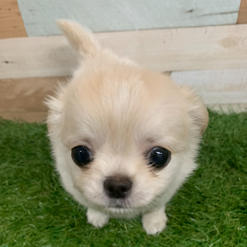 animal_image
