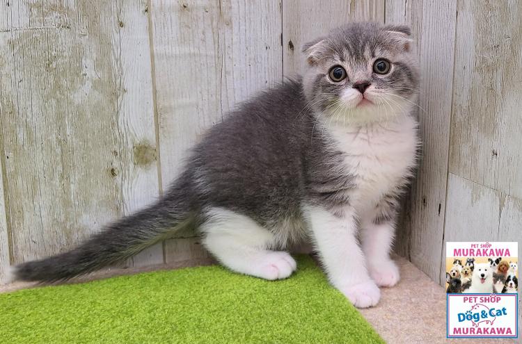 animal_image