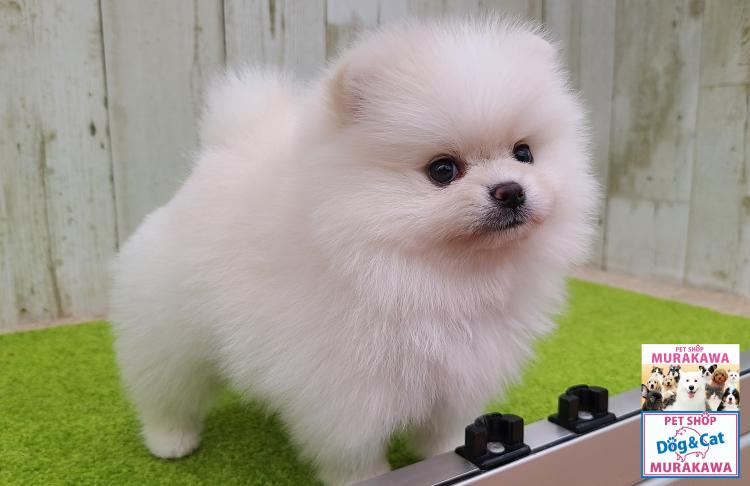 animal_image