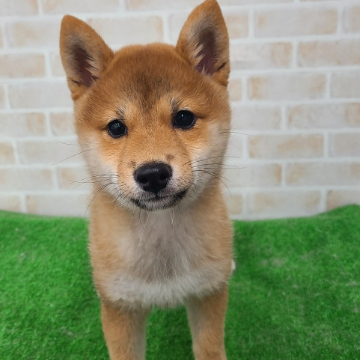 animal_image
