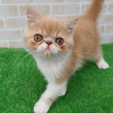animal_image