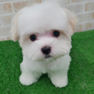 animal_image