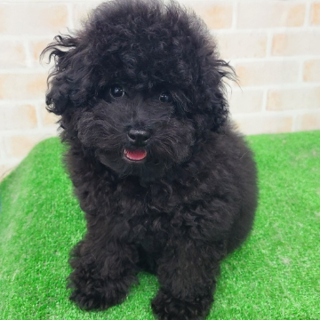 animal_image
