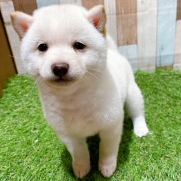 animal_image