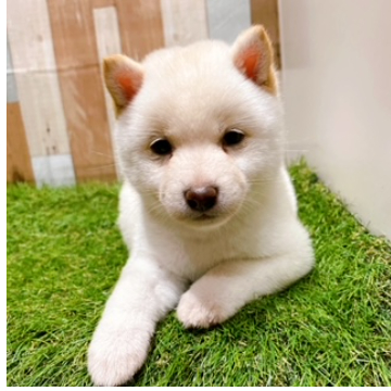 animal_image