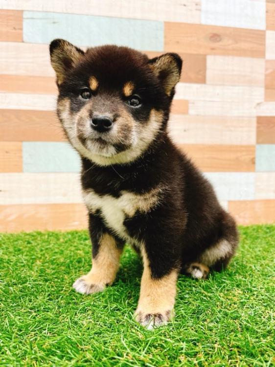 animal_image