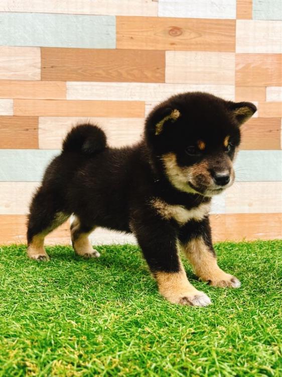 animal_image