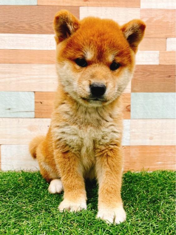 animal_image