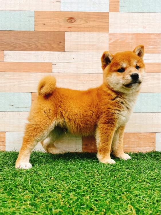 animal_image