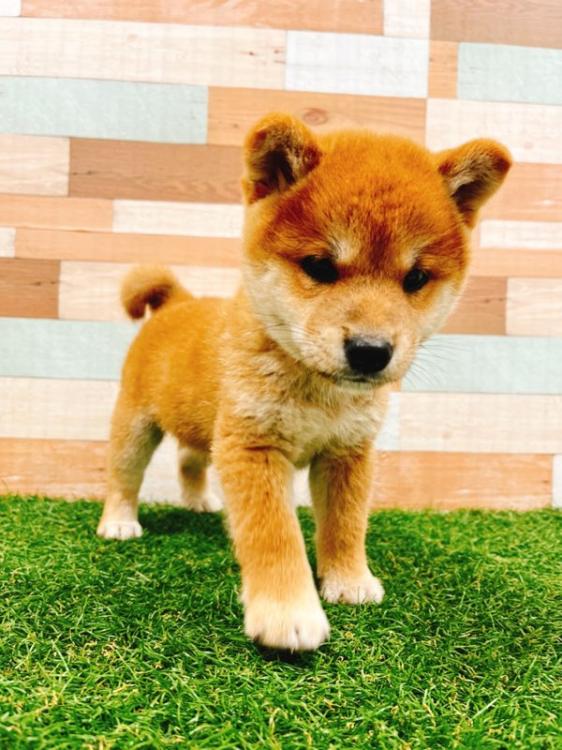 animal_image