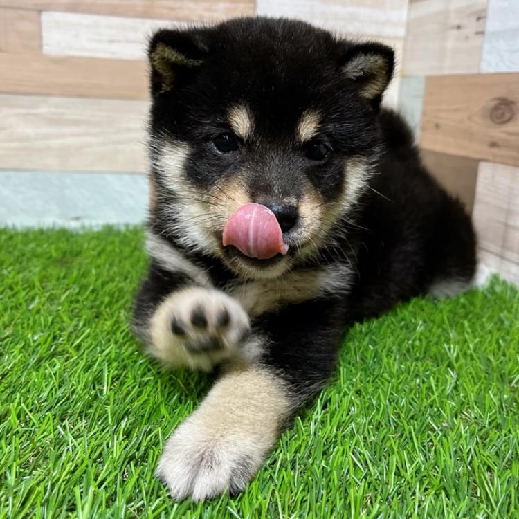 animal_image
