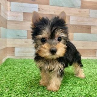 animal_image