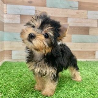 animal_image