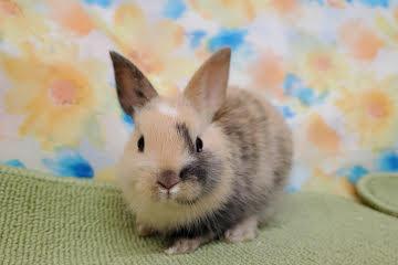 animal_image