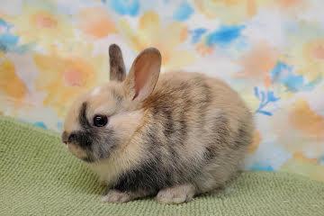 animal_image