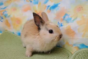 animal_image