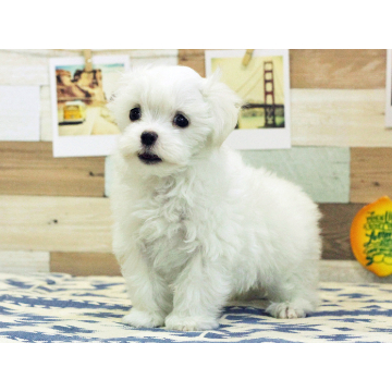 animal_image