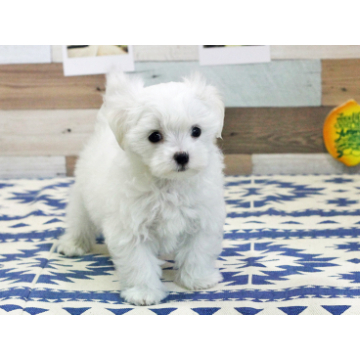 animal_image