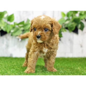 animal_image