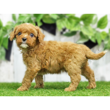animal_image