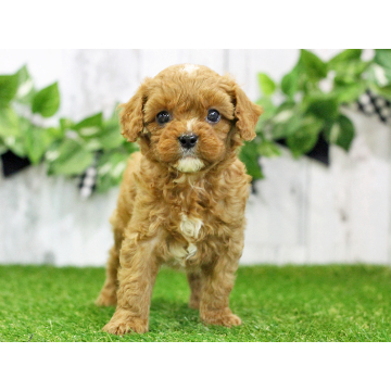 animal_image