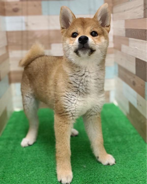 animal_image