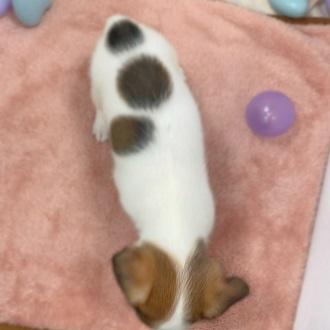 animal_image
