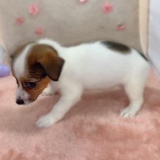 animal_image