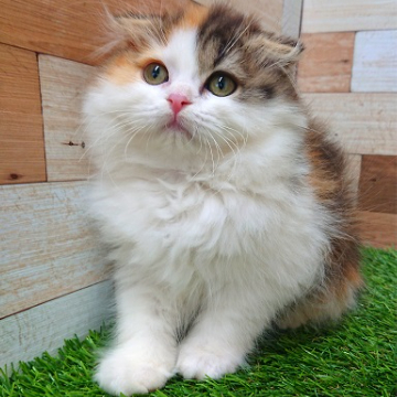 animal_image