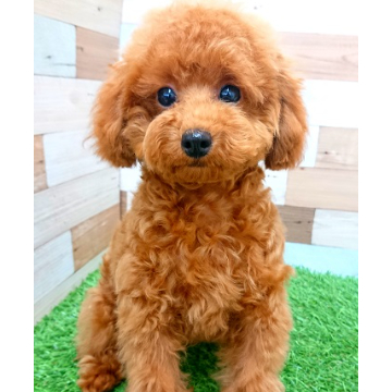animal_image