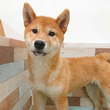 animal_image