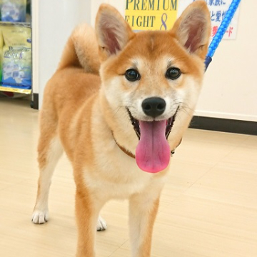 animal_image