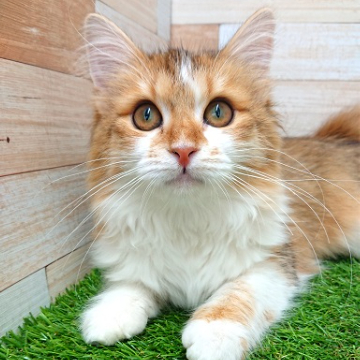 animal_image