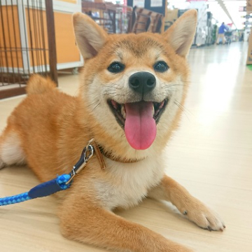 animal_image