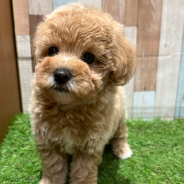 animal_image