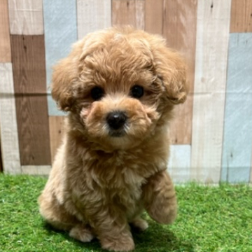 animal_image