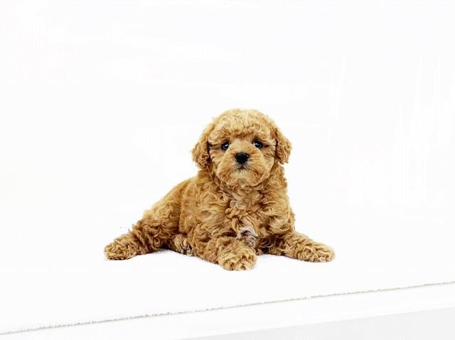 animal_image