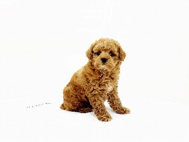 animal_image
