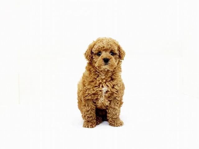 animal_image