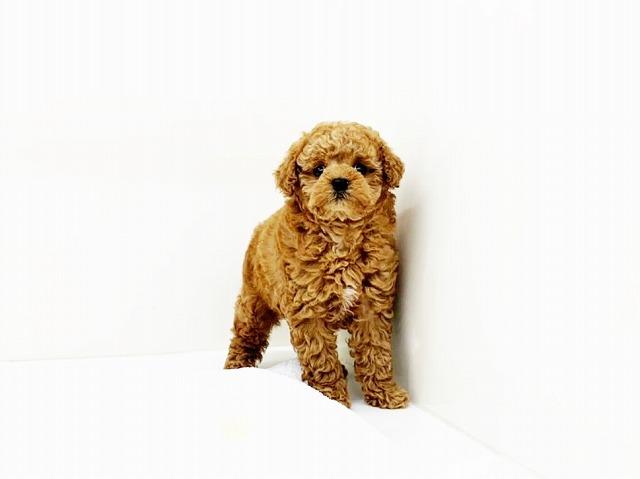 animal_image