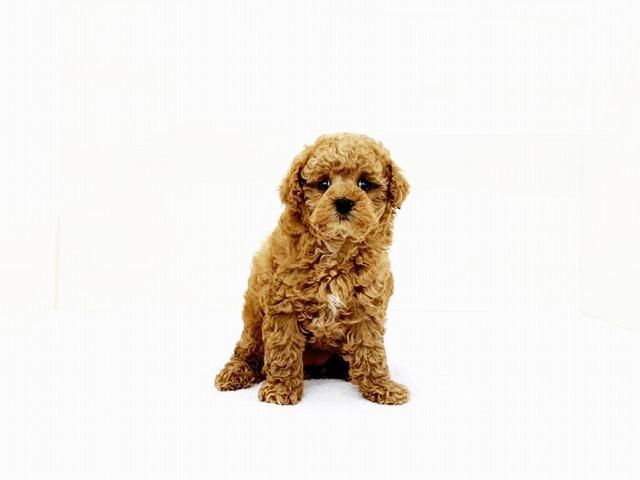 animal_image