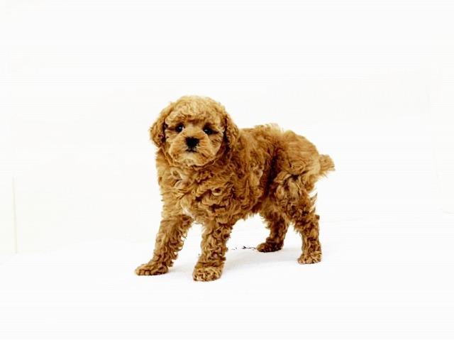 animal_image