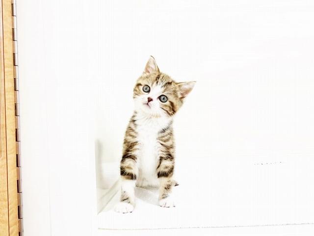 animal_image