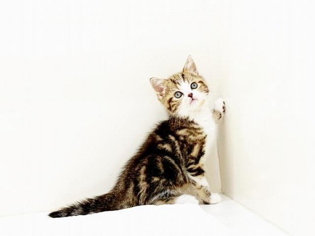 animal_image