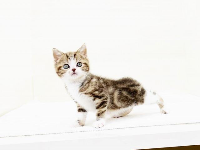 animal_image