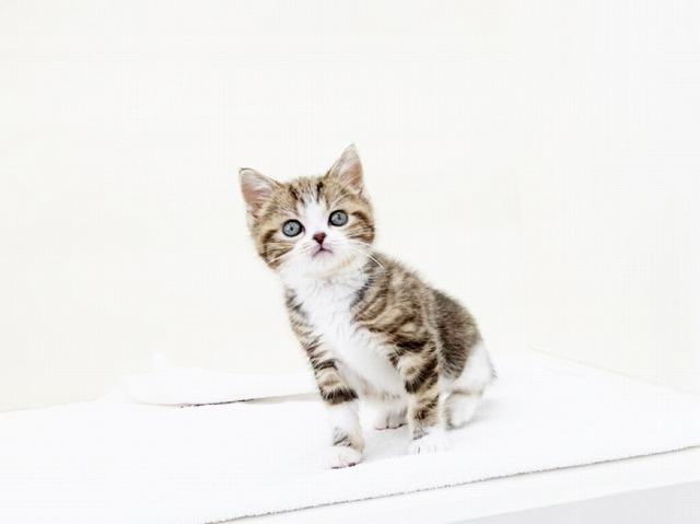 animal_image