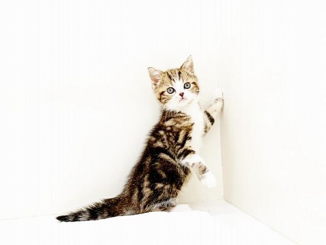 animal_image