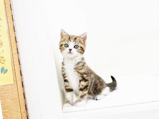 animal_image