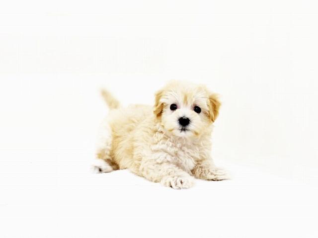 animal_image
