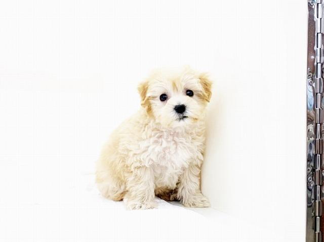 animal_image